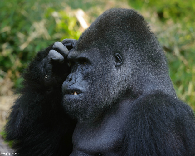 Gorilla Scratching Head | image tagged in gorilla scratching head | made w/ Imgflip meme maker