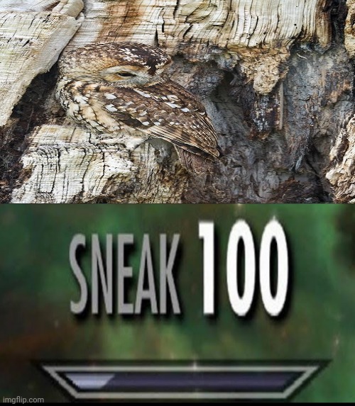 Bird tree branch camouflage | image tagged in sneak 100,i pulled a sneaky,funny,memes,the trickster,bird | made w/ Imgflip meme maker