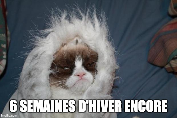 Cold grumpy cat  | 6 SEMAINES D'HIVER ENCORE | image tagged in cold grumpy cat | made w/ Imgflip meme maker
