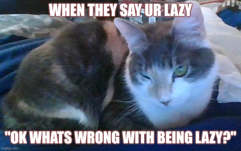 the lazy cat | WHEN THEY SAY UR LAZY; "OK WHATS WRONG WITH BEING LAZY?" | image tagged in the lazy cat | made w/ Imgflip meme maker
