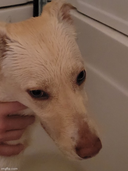 My dog plotting to kill me while I was giving her a bath | made w/ Imgflip meme maker