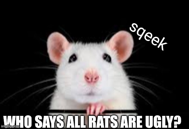 cute rat | sqeek; WHO SAYS ALL RATS ARE UGLY? | image tagged in cute rat | made w/ Imgflip meme maker