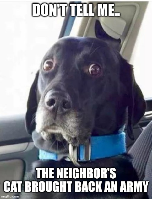Worried Woofer | DON'T TELL ME.. THE NEIGHBOR'S CAT BROUGHT BACK AN ARMY | image tagged in worried woofer | made w/ Imgflip meme maker