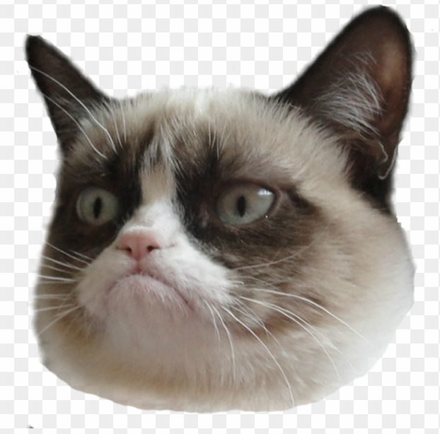 High Quality Grumpycat Blank Meme Template