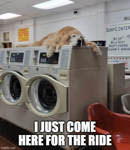 LOOKS COZY | I JUST COME HERE FOR THE RIDE | image tagged in laundry,dogs,dog | made w/ Imgflip meme maker