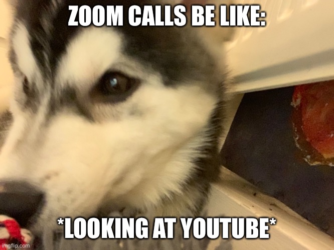 ZOOM CALLS BE LIKE:; *LOOKING AT YOUTUBE* | image tagged in dogs,cute dog,haha | made w/ Imgflip meme maker