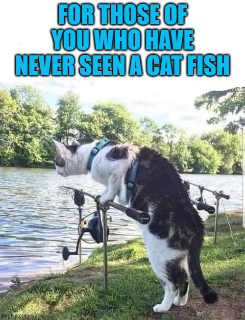 Cat Fishing | FOR THOSE OF YOU WHO HAVE NEVER SEEN A CAT FISH | image tagged in fish,cat | made w/ Imgflip meme maker