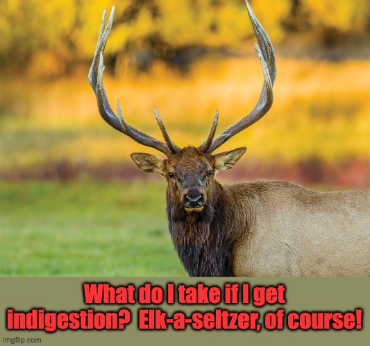 indigestion | What do I take if I get indigestion?  Elk-a-seltzer, of course! | image tagged in bad pun | made w/ Imgflip meme maker