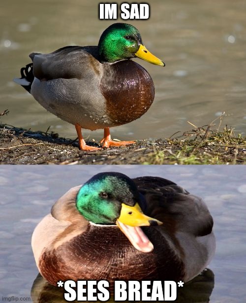 Bad Pun Duck | IM SAD; *SEES BREAD* | image tagged in bad pun duck | made w/ Imgflip meme maker