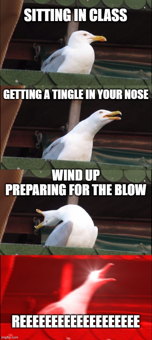 Sneeze | SITTING IN CLASS; GETTING A TINGLE IN YOUR NOSE; WIND UP PREPARING FOR THE BLOW; REEEEEEEEEEEEEEEEEEE | image tagged in memes,inhaling seagull | made w/ Imgflip meme maker