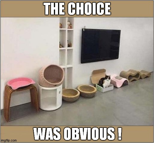 Cat Bed Experiment | THE CHOICE; WAS OBVIOUS ! | image tagged in cats,cat bed,experiment | made w/ Imgflip meme maker