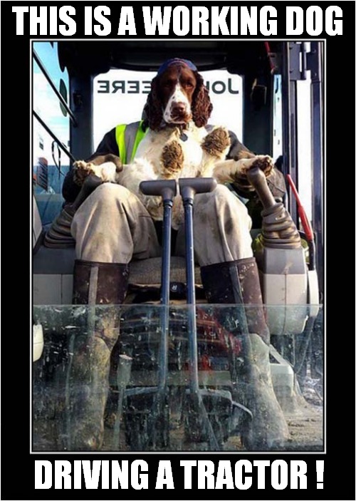 Down On The Farm ! | THIS IS A WORKING DOG; DRIVING A TRACTOR ! | image tagged in dogs,working dog,tractor,farming | made w/ Imgflip meme maker