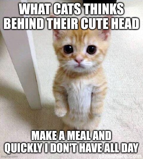 Cute Cat Meme | WHAT CATS THINKS BEHIND THEIR CUTE HEAD; MAKE A MEAL AND QUICKLY I DON'T HAVE ALL DAY | image tagged in memes,cute cat | made w/ Imgflip meme maker