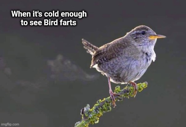 New York this weekend |  When it's cold enough
        to see Bird farts | image tagged in beautiful nature,well yes but actually no,birds and bees,natural | made w/ Imgflip meme maker
