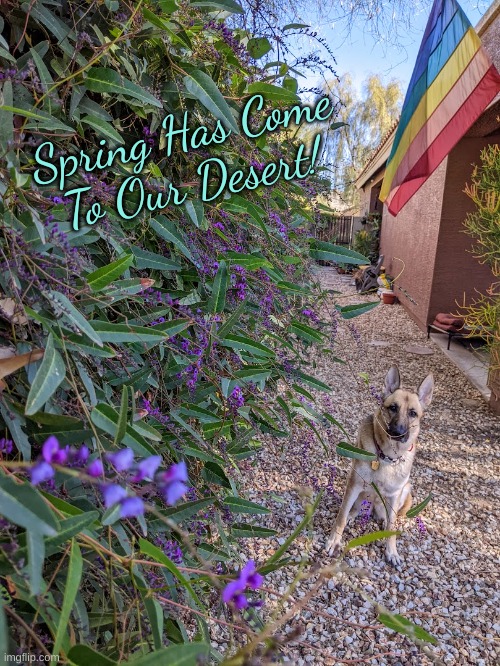 Spring Has Come to Our Desert |  Spring Has Come

To Our Desert! | image tagged in spring,desert,lilac vine,german shepherd | made w/ Imgflip meme maker