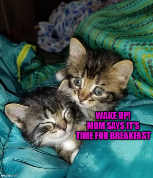 Not a Morning Kitty | WAKE UP! MOM SAYS IT'S TIME FOR BREAKFAST | image tagged in meme,memes,cat,cats | made w/ Imgflip meme maker
