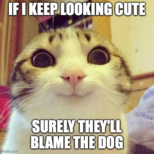 Smiling Cat | IF I KEEP LOOKING CUTE; SURELY THEY'LL BLAME THE DOG | image tagged in memes,smiling cat | made w/ Imgflip meme maker