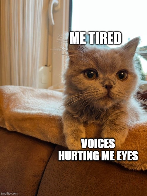 Don't Wanna Wake Up Early Again | ME TIRED; VOICES HURTING ME EYES | image tagged in meme,memes,cat,cats | made w/ Imgflip meme maker