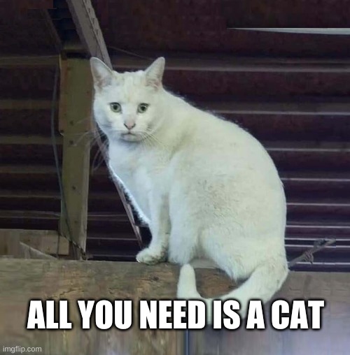 I Have To Poop Cat | ALL YOU NEED IS A CAT | image tagged in i have to poop cat,cat,love,alright gentlemen we need a new idea,i love you | made w/ Imgflip meme maker