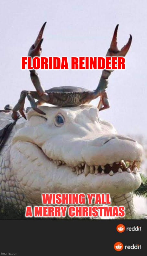 Merry Christmas | FLORIDA REINDEER; WISHING Y'ALL A MERRY CHRISTMAS | image tagged in florida reindeer | made w/ Imgflip meme maker