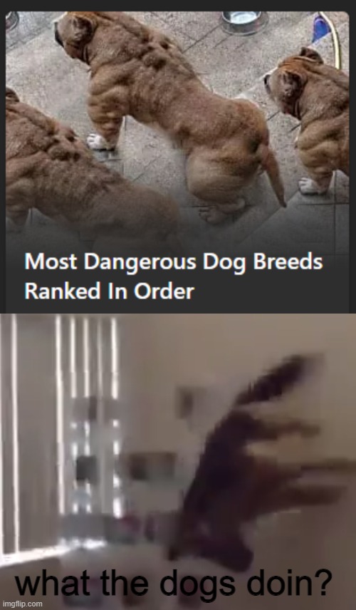I mean how dangerous could they be? | what the dogs doin? | image tagged in what the dog doin | made w/ Imgflip meme maker