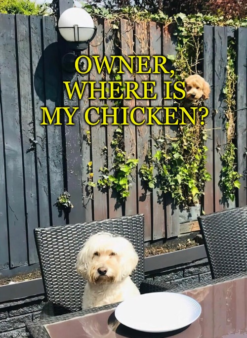 A dog needs it’s chicken | OWNER, WHERE IS MY CHICKEN? | image tagged in dogs,funny,memes,chickens | made w/ Imgflip meme maker