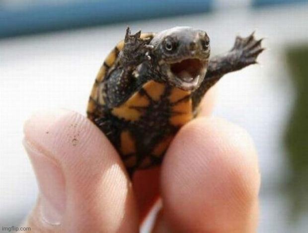 happy baby turtle | image tagged in happy baby turtle | made w/ Imgflip meme maker