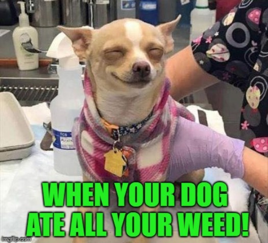 high as a dog! | image tagged in weed,dogo | made w/ Imgflip meme maker