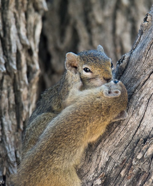 Squirrels Kissing | image tagged in awesome,pics,photography | made w/ Imgflip meme maker