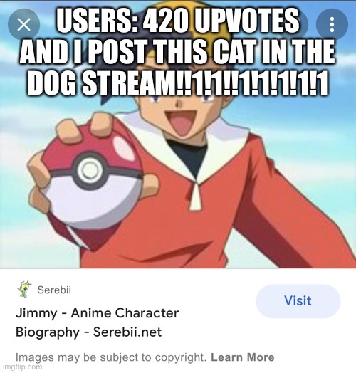 im in pokemon | USERS: 420 UPVOTES AND I POST THIS CAT IN THE DOG STREAM!!1!1!!1!1!1!1!1 | image tagged in im in pokemon | made w/ Imgflip meme maker
