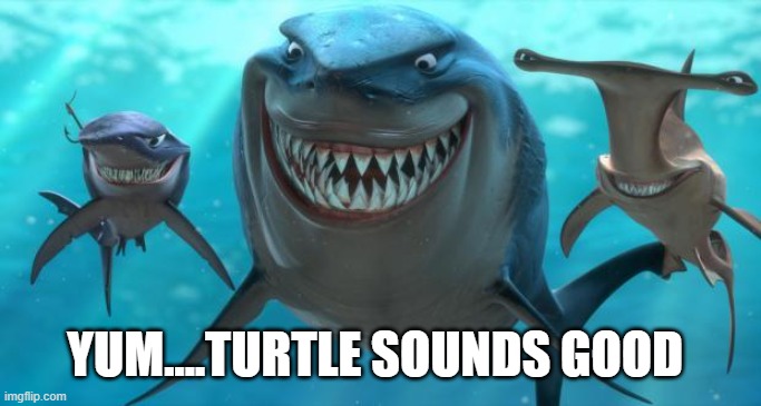Turtle Shark | YUM....TURTLE SOUNDS GOOD | image tagged in fish are friends not food | made w/ Imgflip meme maker