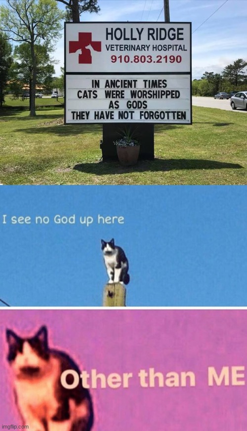 thry have not forgotten | image tagged in hail pole cat,funny signs,memes,funny,cats | made w/ Imgflip meme maker