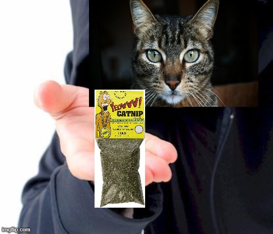 sketchy drug dealer | image tagged in sketchy drug dealer | made w/ Imgflip meme maker