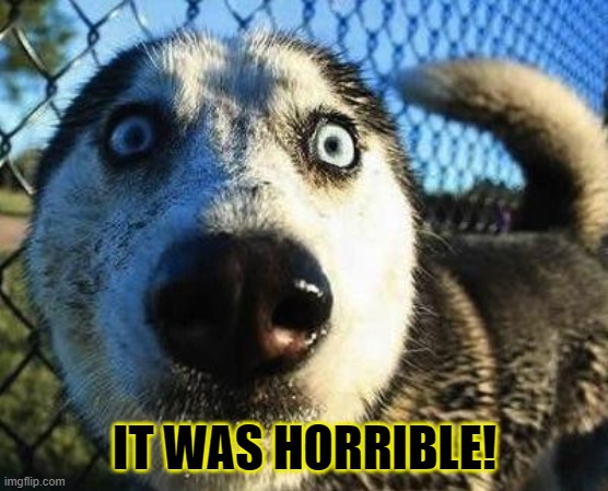 Scared dog | IT WAS HORRIBLE! | image tagged in scared dog | made w/ Imgflip meme maker