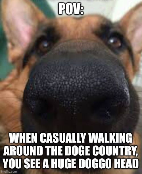 German shepherd but funni | POV:; WHEN CASUALLY WALKING AROUND THE DOGE COUNTRY, YOU SEE A HUGE DOGGO HEAD | image tagged in german shepherd but funni | made w/ Imgflip meme maker