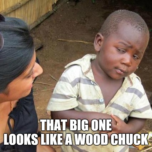 Third World Skeptical Kid Meme | THAT BIG ONE LOOKS LIKE A WOOD CHUCK | image tagged in memes,third world skeptical kid | made w/ Imgflip meme maker