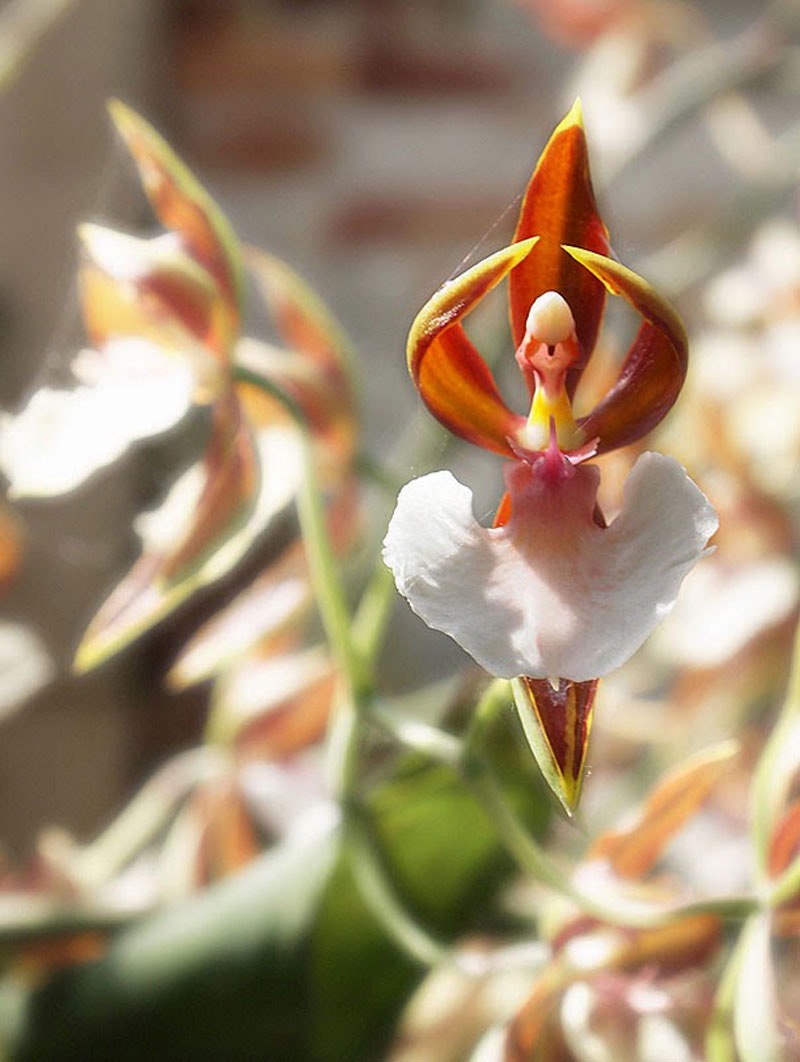 Ballerina Orchid | image tagged in awesome,pics,photography | made w/ Imgflip meme maker