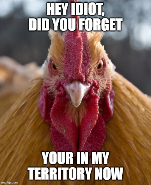 my territory | HEY IDIOT, DID YOU FORGET; YOUR IN MY TERRITORY NOW | image tagged in angry chicken,chicken,rage | made w/ Imgflip meme maker