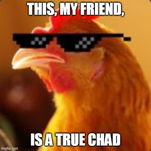 Rooster the chad | THIS, MY FRIEND, IS A TRUE CHAD | image tagged in thug life chicken,chicken,chad | made w/ Imgflip meme maker