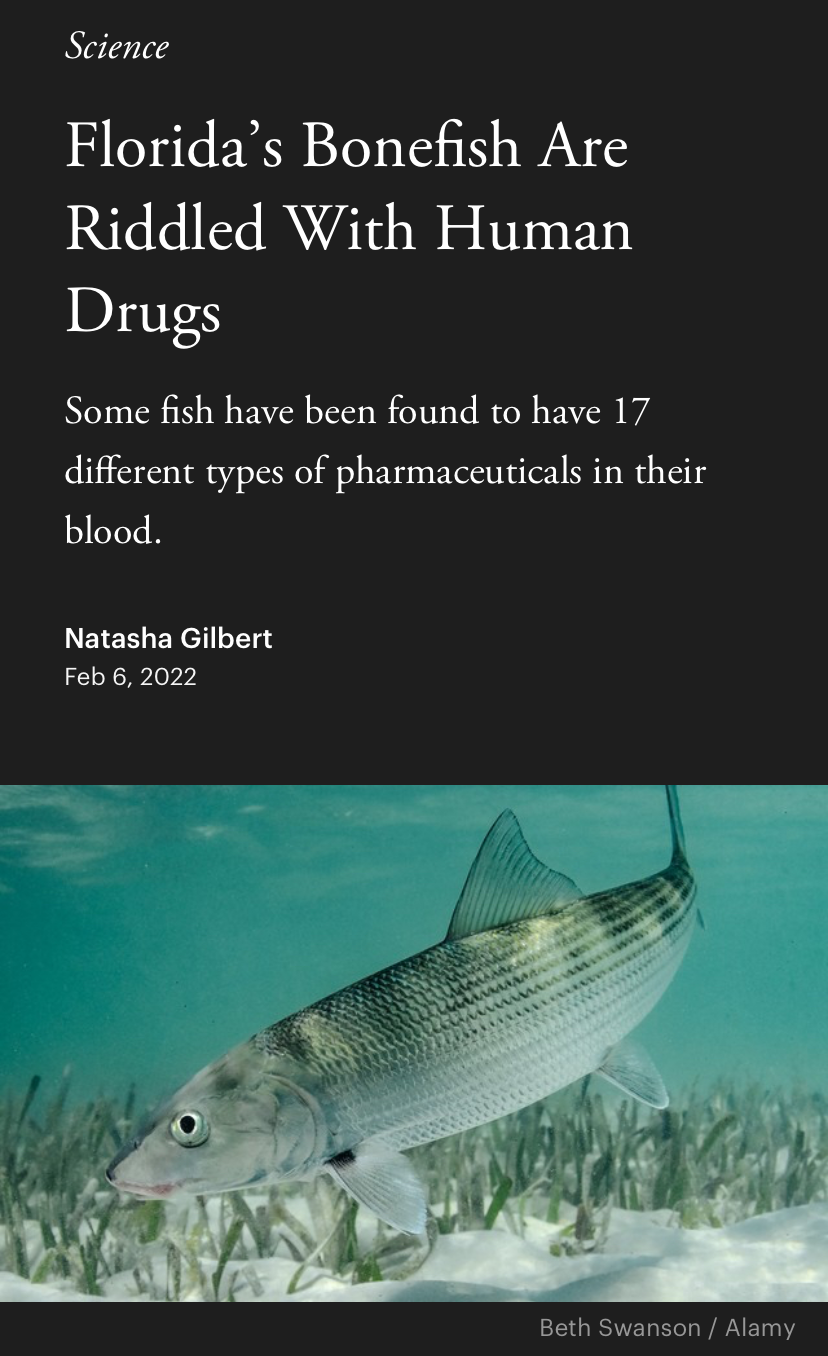 Florida’s bonefish are riddled with human drugs Blank Meme Template