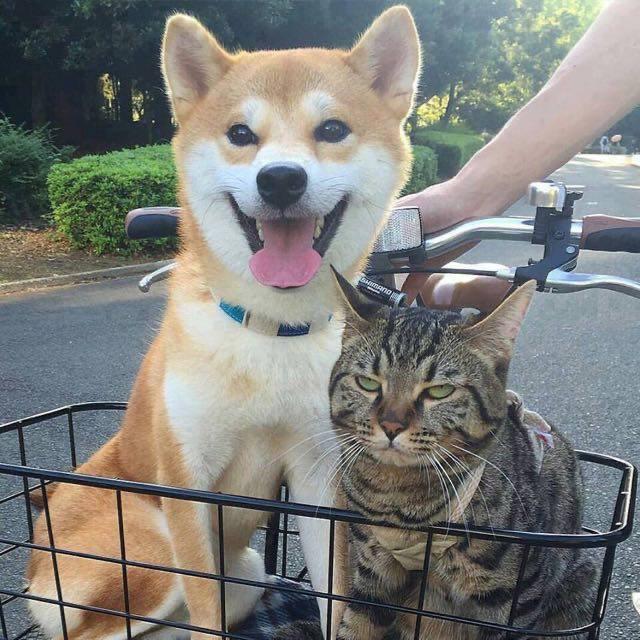 Excited dog and unamused cat Blank Meme Template