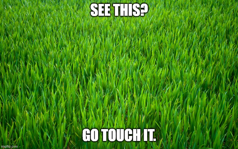 Grass | SEE THIS? GO TOUCH IT. | image tagged in grass | made w/ Imgflip meme maker