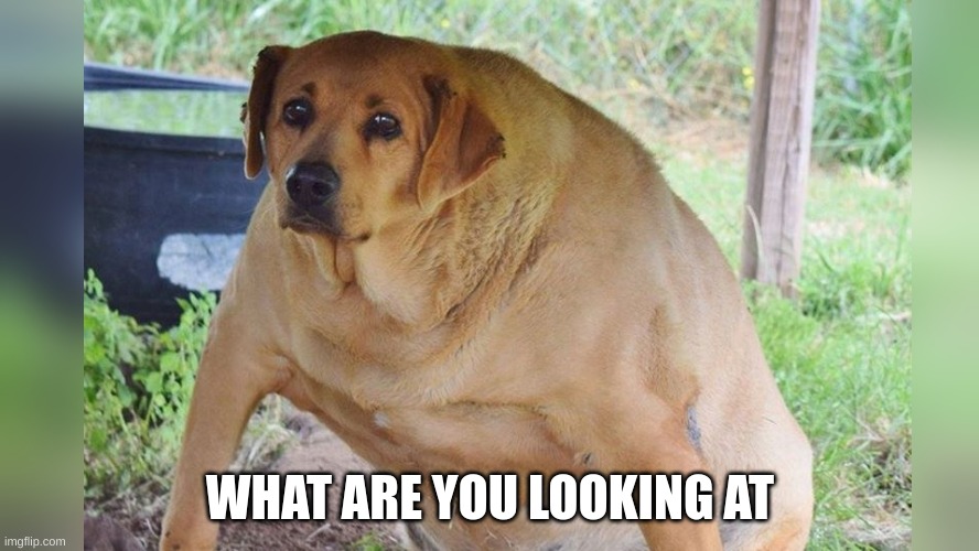 buff dog |  WHAT ARE YOU LOOKING AT | image tagged in wide dog | made w/ Imgflip meme maker