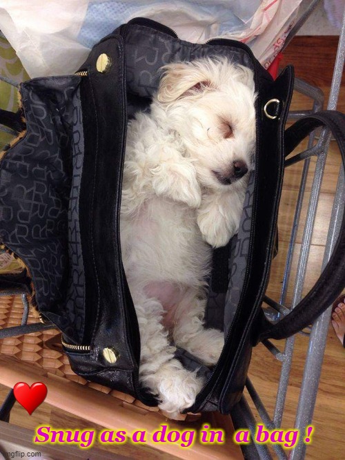 Bag Dog ! | Snug as a dog in  a bag ! | image tagged in asleep | made w/ Imgflip meme maker