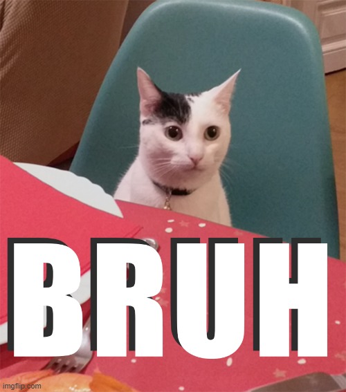 Cat Bruh | image tagged in bruh,cat | made w/ Imgflip meme maker