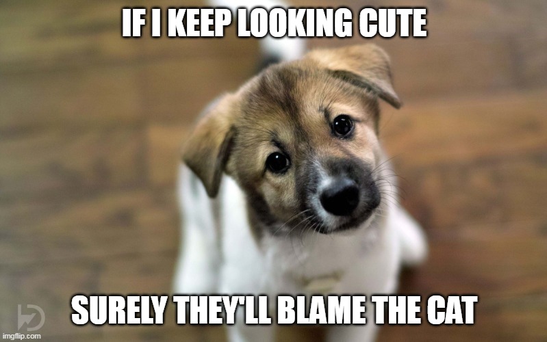 Cute dog | IF I KEEP LOOKING CUTE SURELY THEY'LL BLAME THE CAT | image tagged in cute dog | made w/ Imgflip meme maker