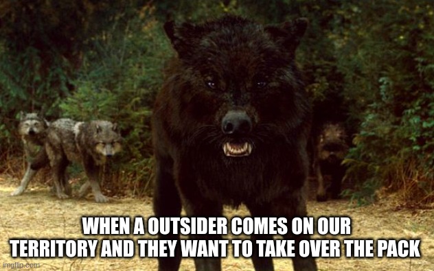 WHEN A OUTSIDER COMES ON OUR TERRITORY AND THEY WANT TO TAKE OVER THE PACK | image tagged in cute_wolfy | made w/ Imgflip meme maker