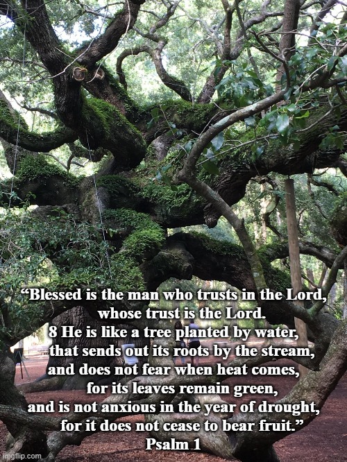 Like a Tree | “Blessed is the man who trusts in the Lord,
    whose trust is the Lord.
8 He is like a tree planted by water,
    that sends out its roots by the stream,
and does not fear when heat comes,
    for its leaves remain green,
and is not anxious in the year of drought,
    for it does not cease to bear fruit.”
Psalm 1 | image tagged in psalm 1,epiphany 6 year c | made w/ Imgflip meme maker