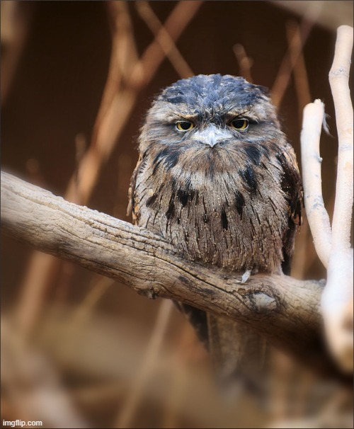 Unimpressed owl | image tagged in unimpressed owl | made w/ Imgflip meme maker