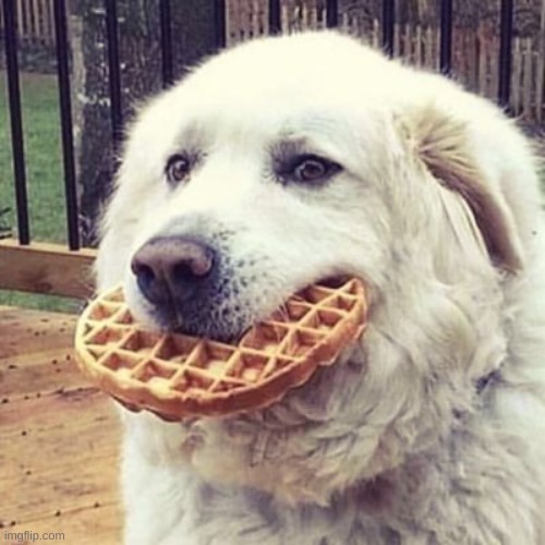 woofle | image tagged in woofle | made w/ Imgflip meme maker